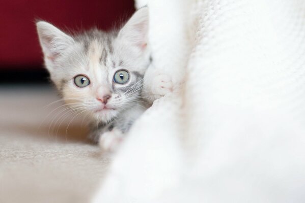 Curious look of a tricolor kitten