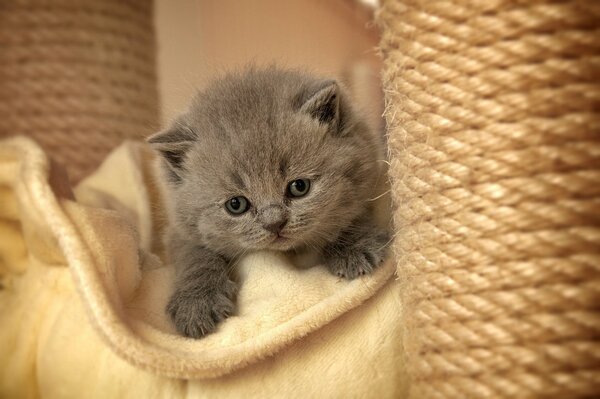 Mignon , moelleux, chaton gris