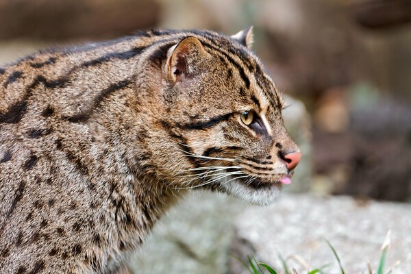 Foto de un gato salvaje en la naturaleza