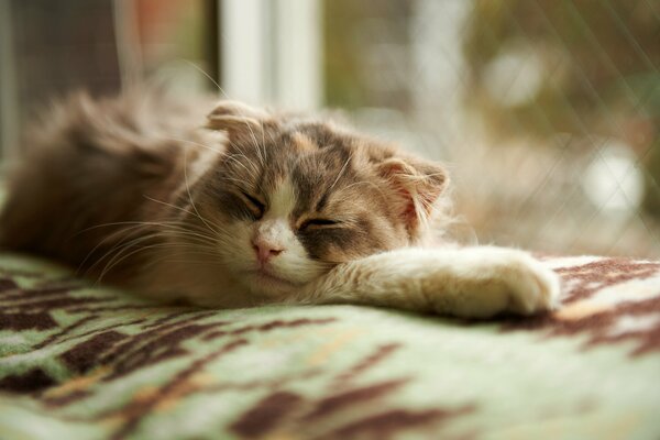 Foto de un gato durmiendo junto a la ventana