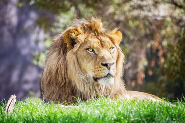 Lion with mane close-up