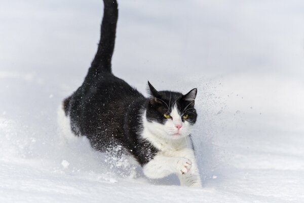 Chat noir et blanc qui court dans la neige