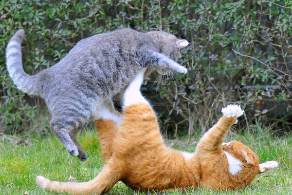 Games of gray and red cats on the green lawn