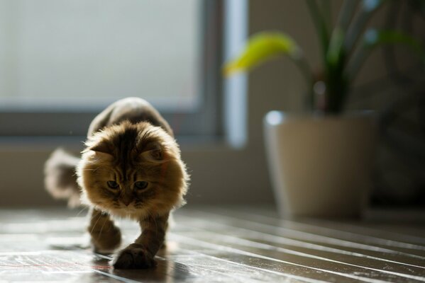 Chat marchant sur un parquet en bois