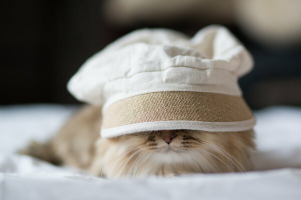 Le chat caché sous ponamu