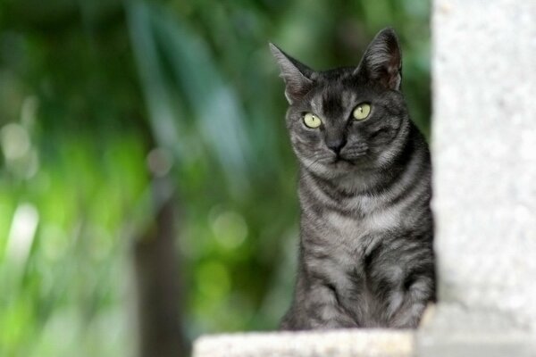 Gato gris rayado enojado sobre fondo verde