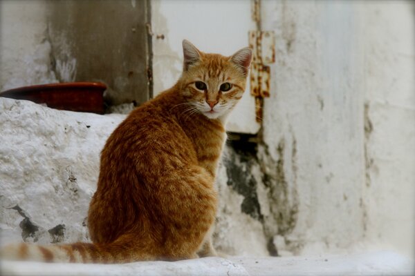 Gatto rosso su sfondo muro