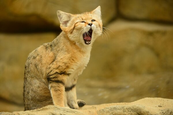 Le chat de sable bâillement a sorti sa langue