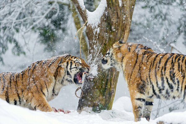 Fight of Amur tigers in the snow