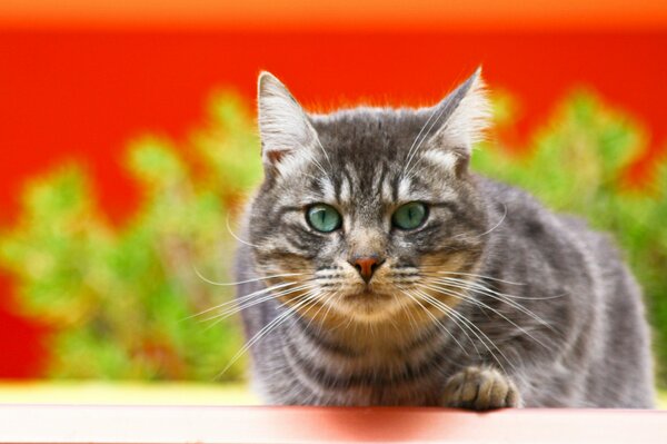 Graue Katze auf einem Hintergrund eines Busches