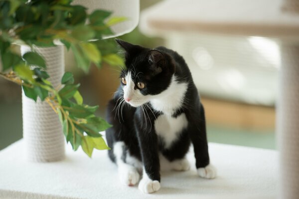 Black and white cat and twigs with green leaves