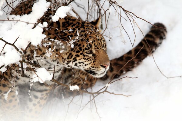 Gefleckter Jaguar im Schnee schlafende Katze auf rotem Plaid