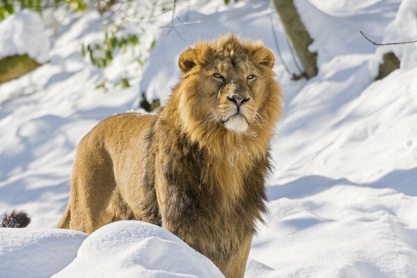 Leone asiatico, predatore in inverno