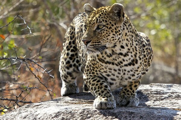 The leopard steals quietly over the stone