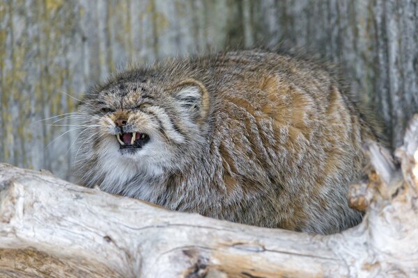 Manul, sonriente, se sienta en un árbol