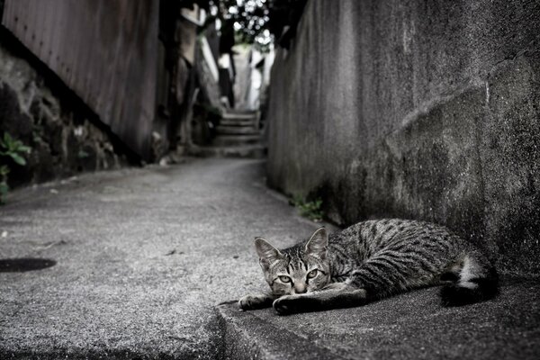 Il grigio si trova sull asfalto di una strada grigia e cupa