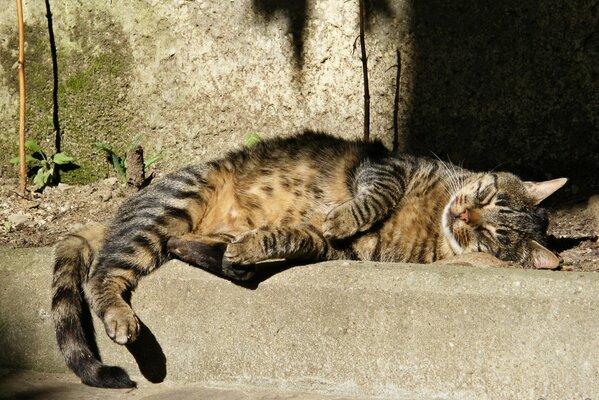 Dream cat street ears