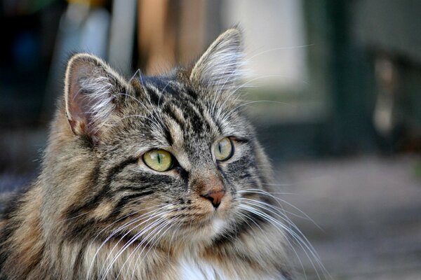 Gato peludo con ojos verdes