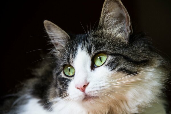 Portrait of a white and black cat with green eyes