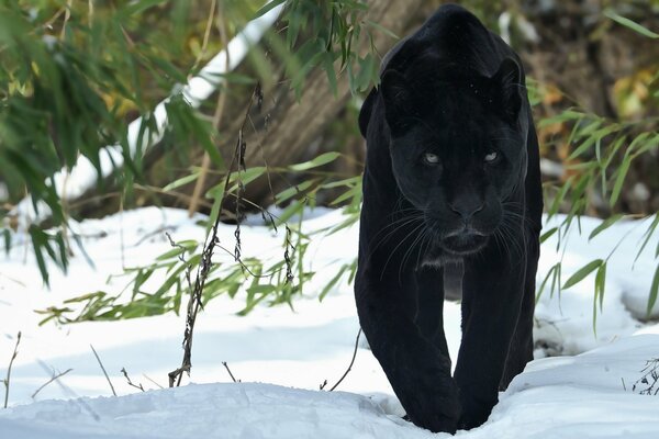 Pantera negra se escabulle en la nieve