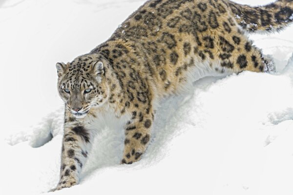 Leopardo delle nevi che si intrufola nella neve