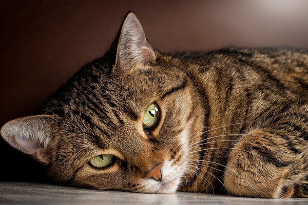 Striped cat with open green eyes