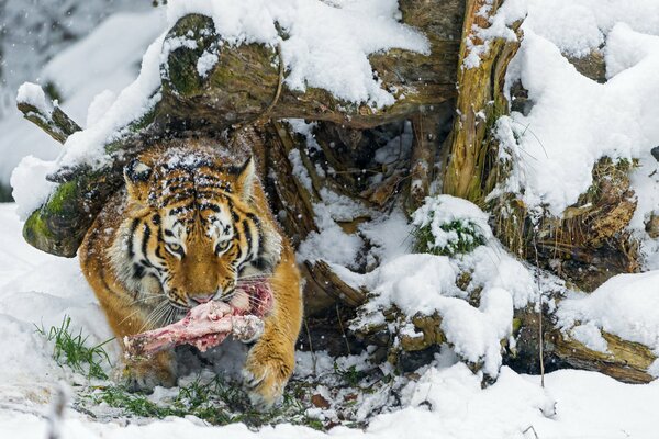 Tigre de l amour après la chasse d hiver