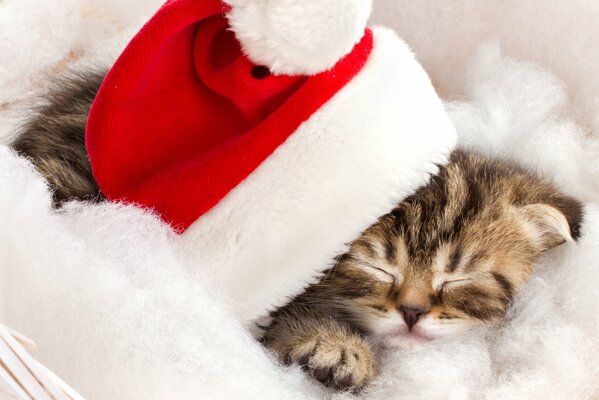 Chaton mignon dormir dans un chapeau de Noël