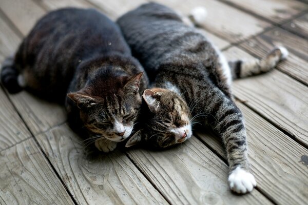 Dulce pareja de gatos yace en las tablas