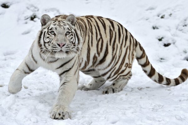 Tigre bianca sulla neve bianca