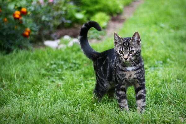 Striped kitten playing on the green grass