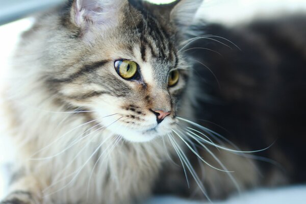 Maine Coon meditabondo con gli occhi verdi