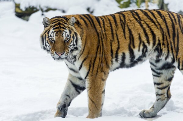 Amur tiger in the snow