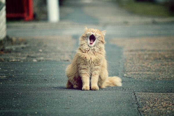 The cat yawns sitting on the asphalt