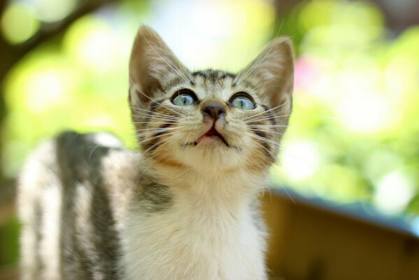 Striped kitten looks into the distance