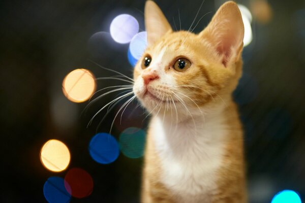 A red-haired kitten looks into the distance