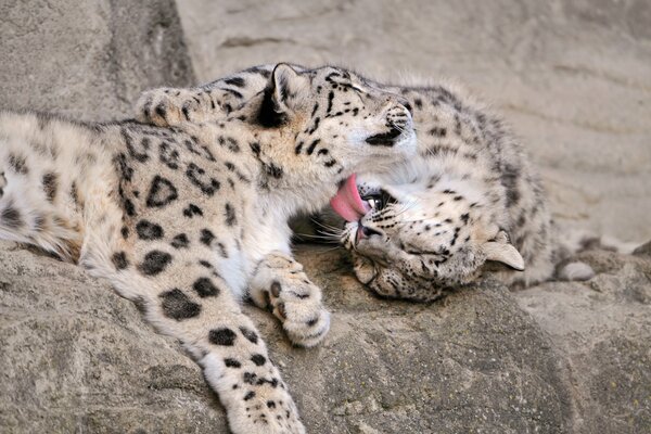 Snow leopards on the rocks