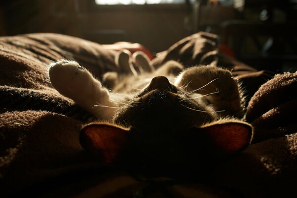 Cute kitten sleeping on a blanket