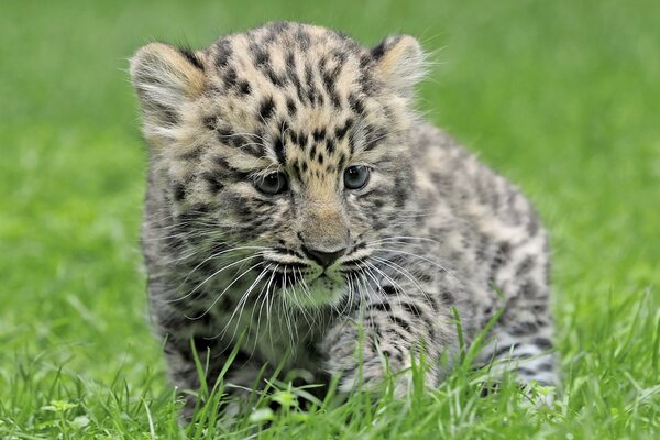 Bebé leopardo en la hierba. Pequeño leopardo