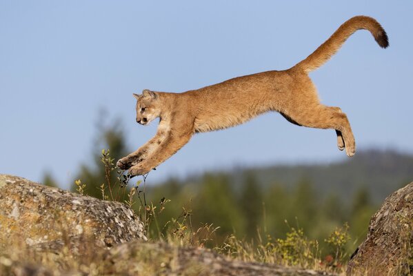 Puma w skoku na skalistym terenie