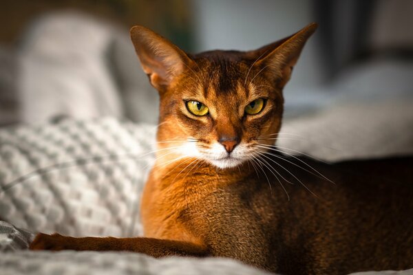 Elegante raza de gato abisinio