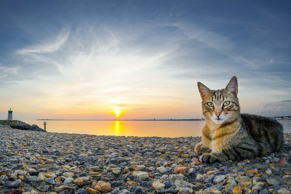 Die Katze am goldenen Ufer