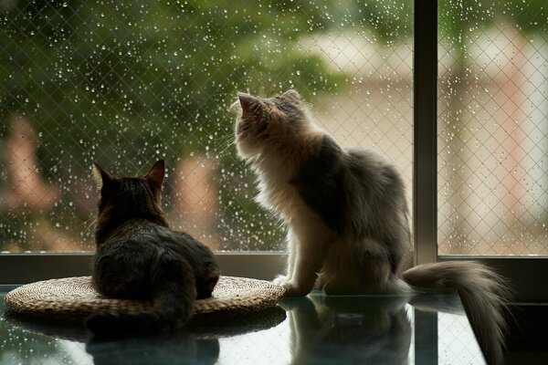 I gatti guardano attraverso la finestra per la pioggia