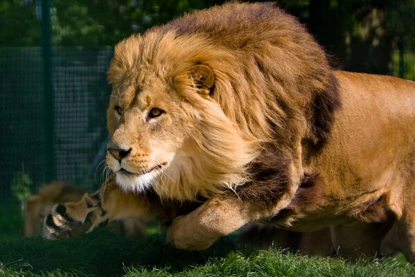 Correr un León con una melena en movimiento