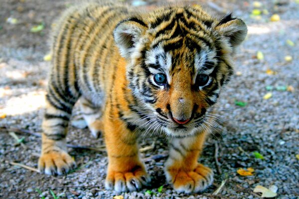 Le tigre se tient sur les pattes pelucheuses