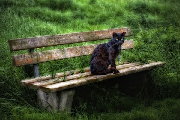 Gato negro en el parque en el banco