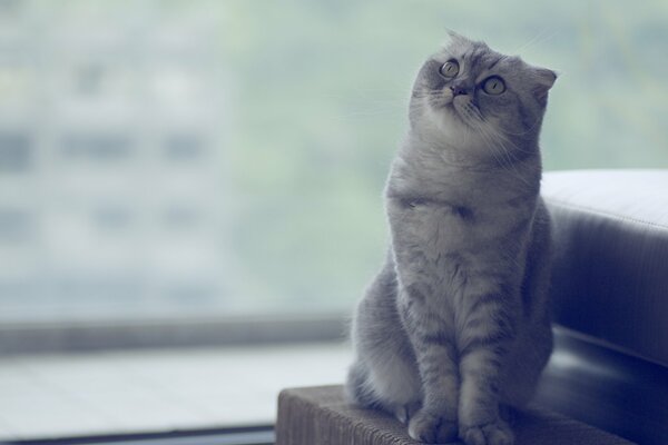 Die Katze schaut nachdenklich nach oben