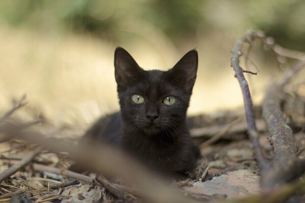 The look of a black cat among the foliage