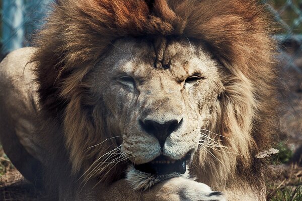 A well-fed lion sleeps on the ground