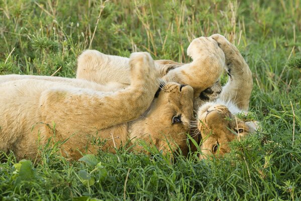 Les lionceaux jouent dans les steppes de la savane